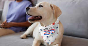 Dress the Celebration